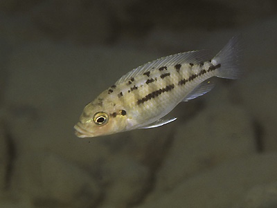 Petrotilapia flaviventris 'Undu Reef'